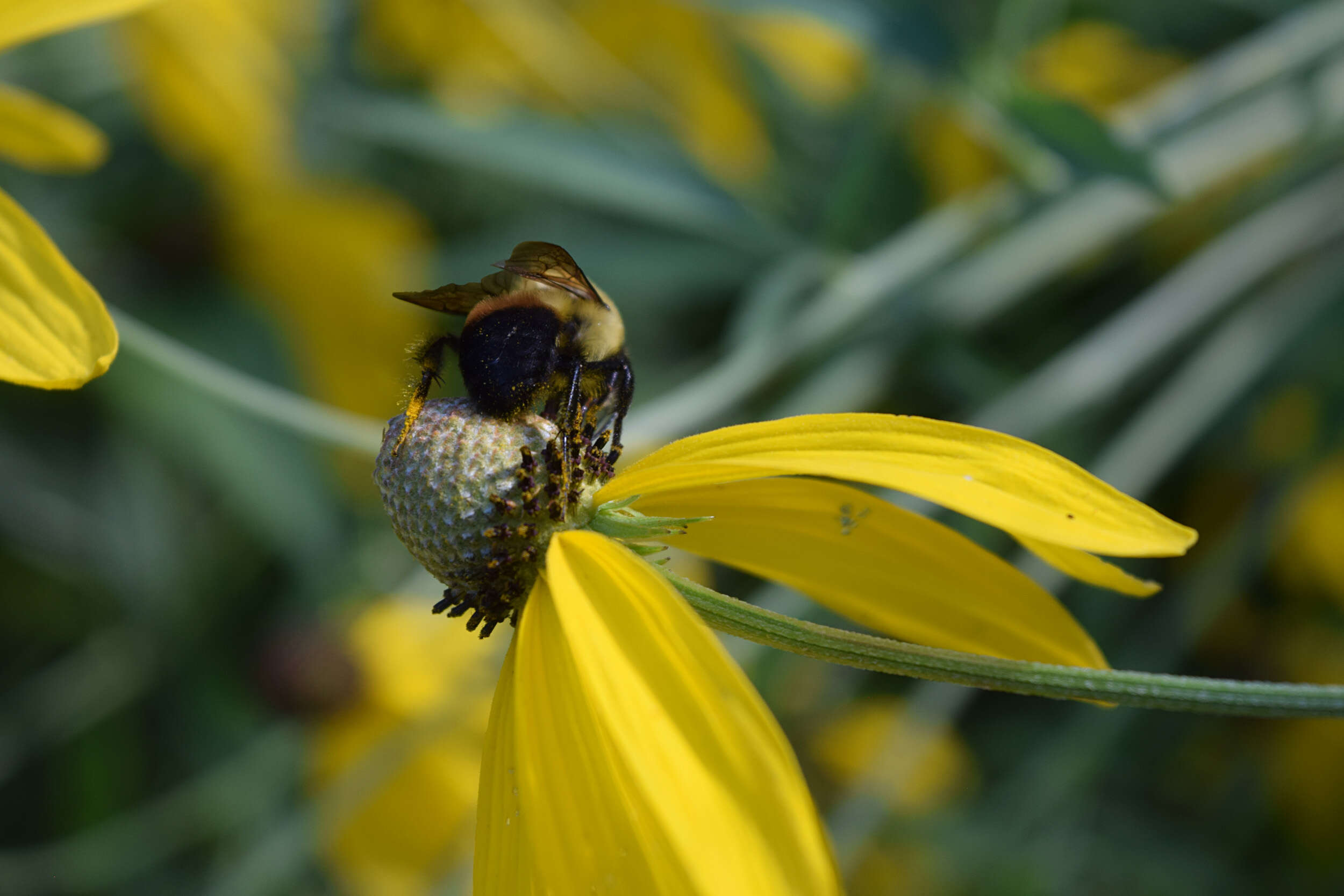 Image of Brown-belted Bumblebee