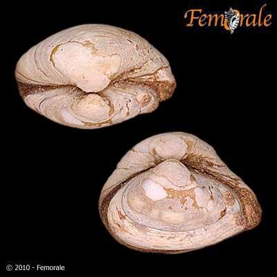 Image of Corbulidae Lamarck 1818