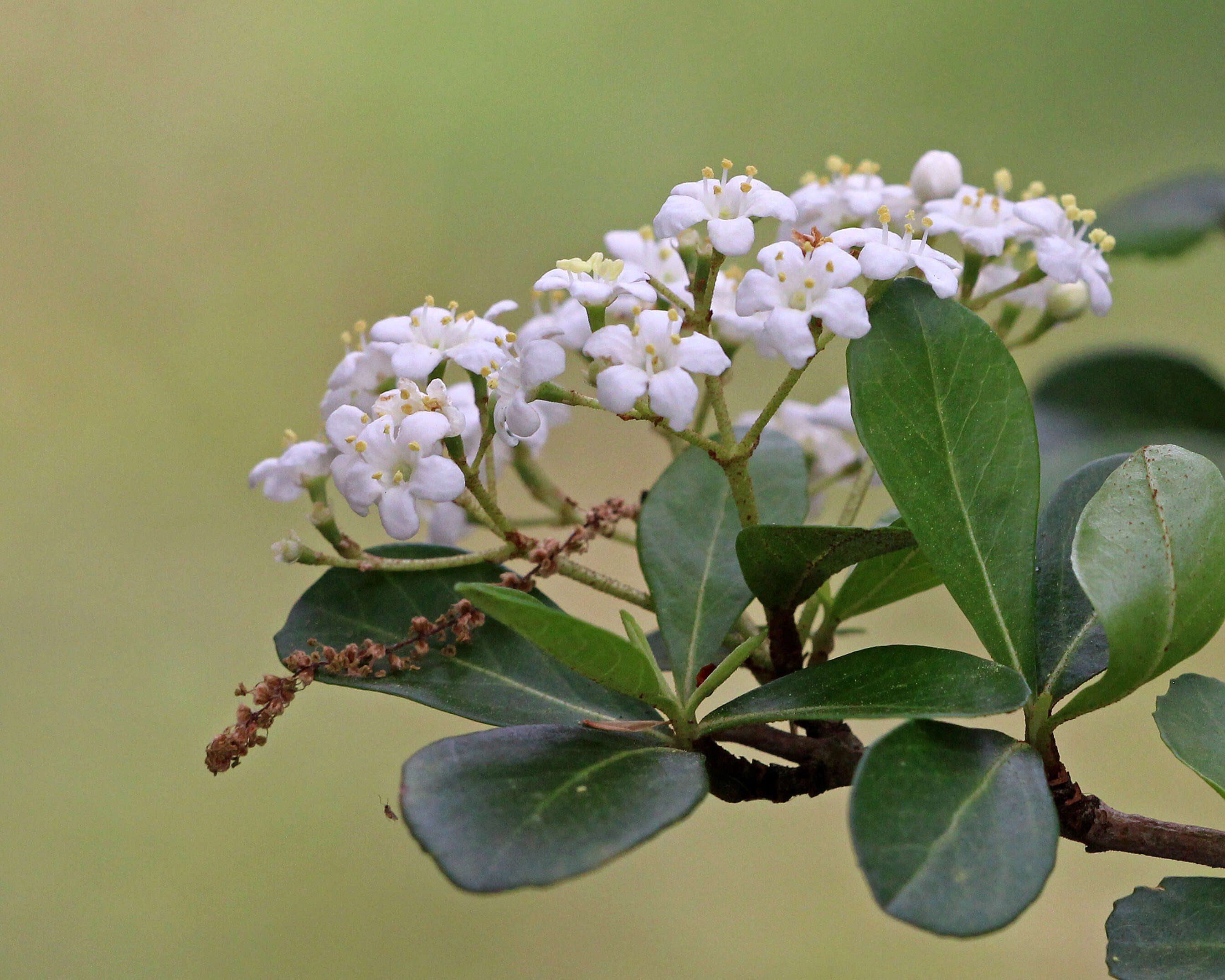 صورة Viburnum obovatum Walt.