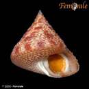 صورة Calliostoma pellucida pellucida (Valenciennes 1846)