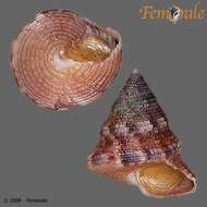 Image of Calliostoma sanjaimense McLean 1970