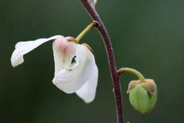 Plancia ëd Asimina reticulata Shuttlew. ex Chapm.