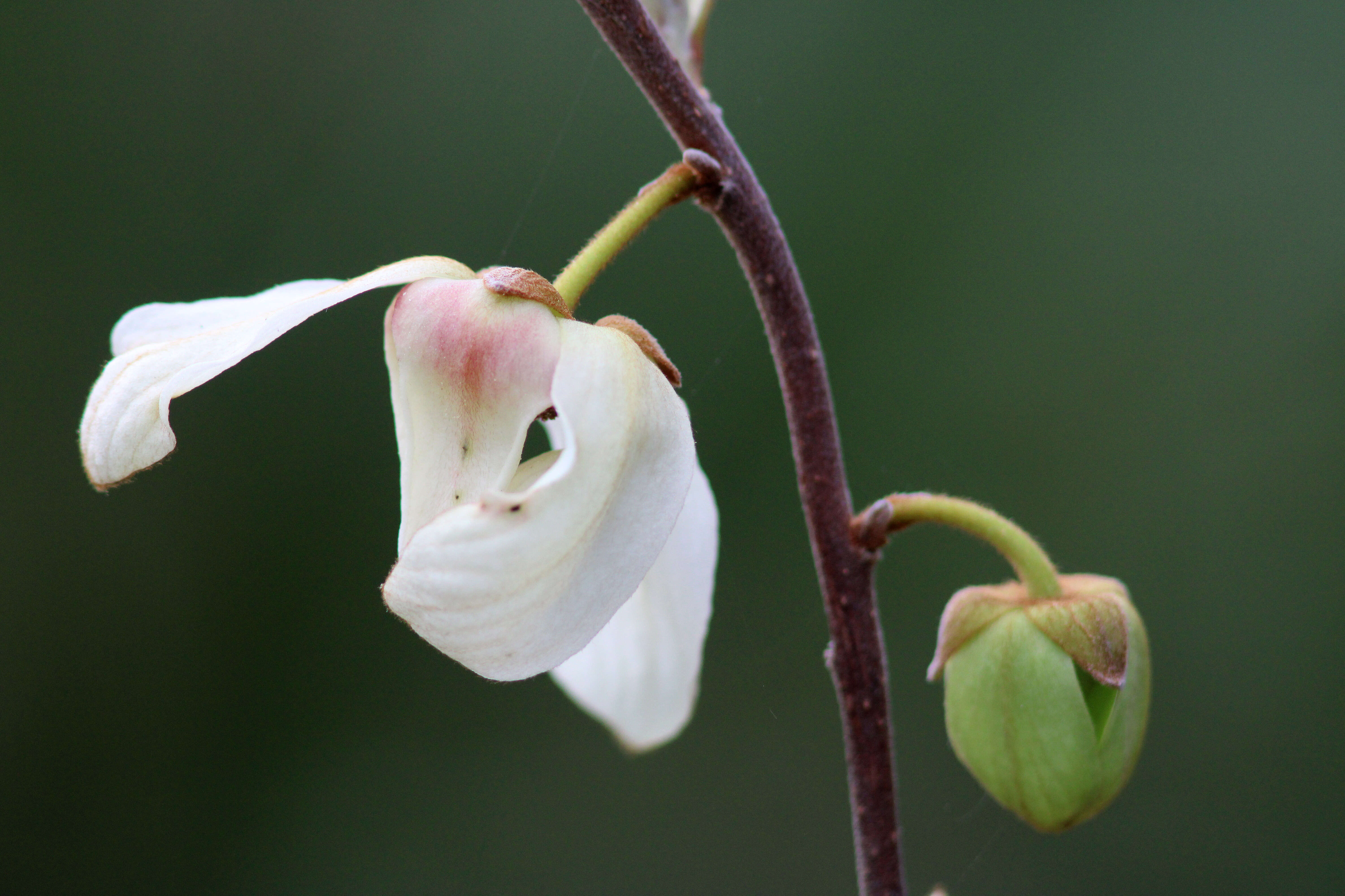 Plancia ëd Asimina reticulata Shuttlew. ex Chapm.