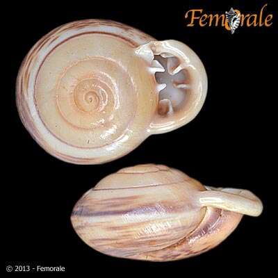 Image of Orthalicidae