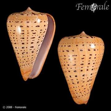 Image of cone snails