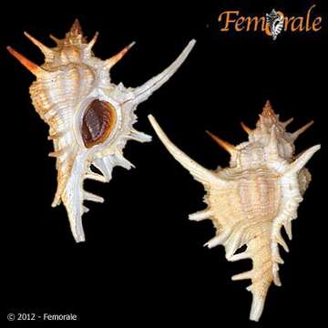 Image of <i>Chicoreus formosus</i> (Sowerby 1841)