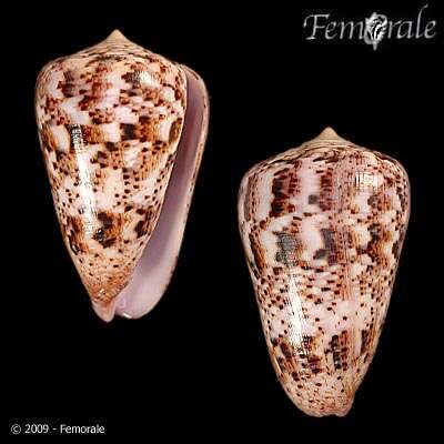 Image of cone snails