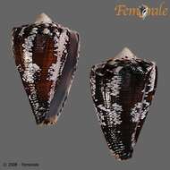 Image of cone snails