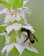 Image of American Bumblebee