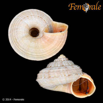 Image of Pomatiidae