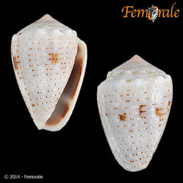 Image of cone snails