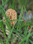 Plancia ëd Morchella esculenta (L.) Pers. 1801