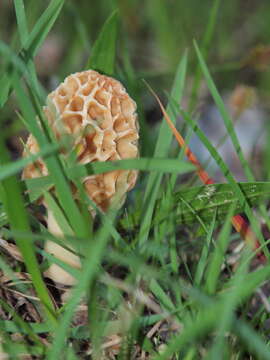 Image of Morchella esculenta (L.) Pers. 1801