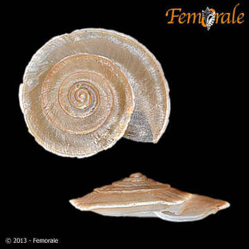 Image of bush snails