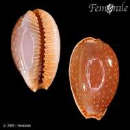 Image of half-extending cowry