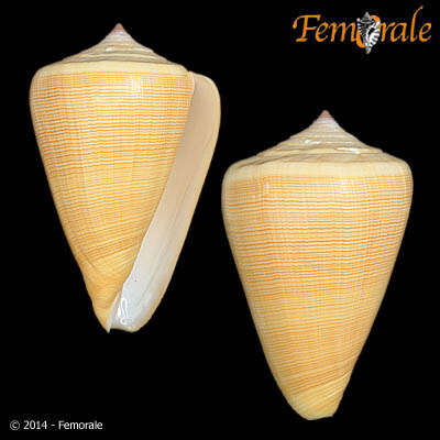 Image of cone snails