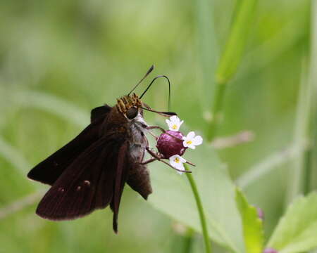 Image of Dun Sedge Skipper