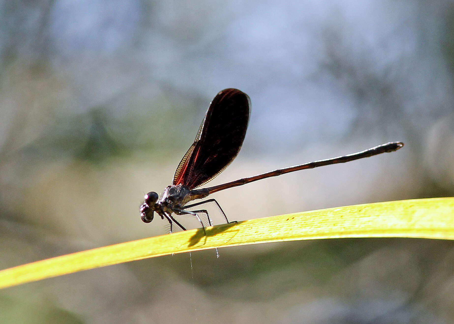 Image of Smoky Rubyspot