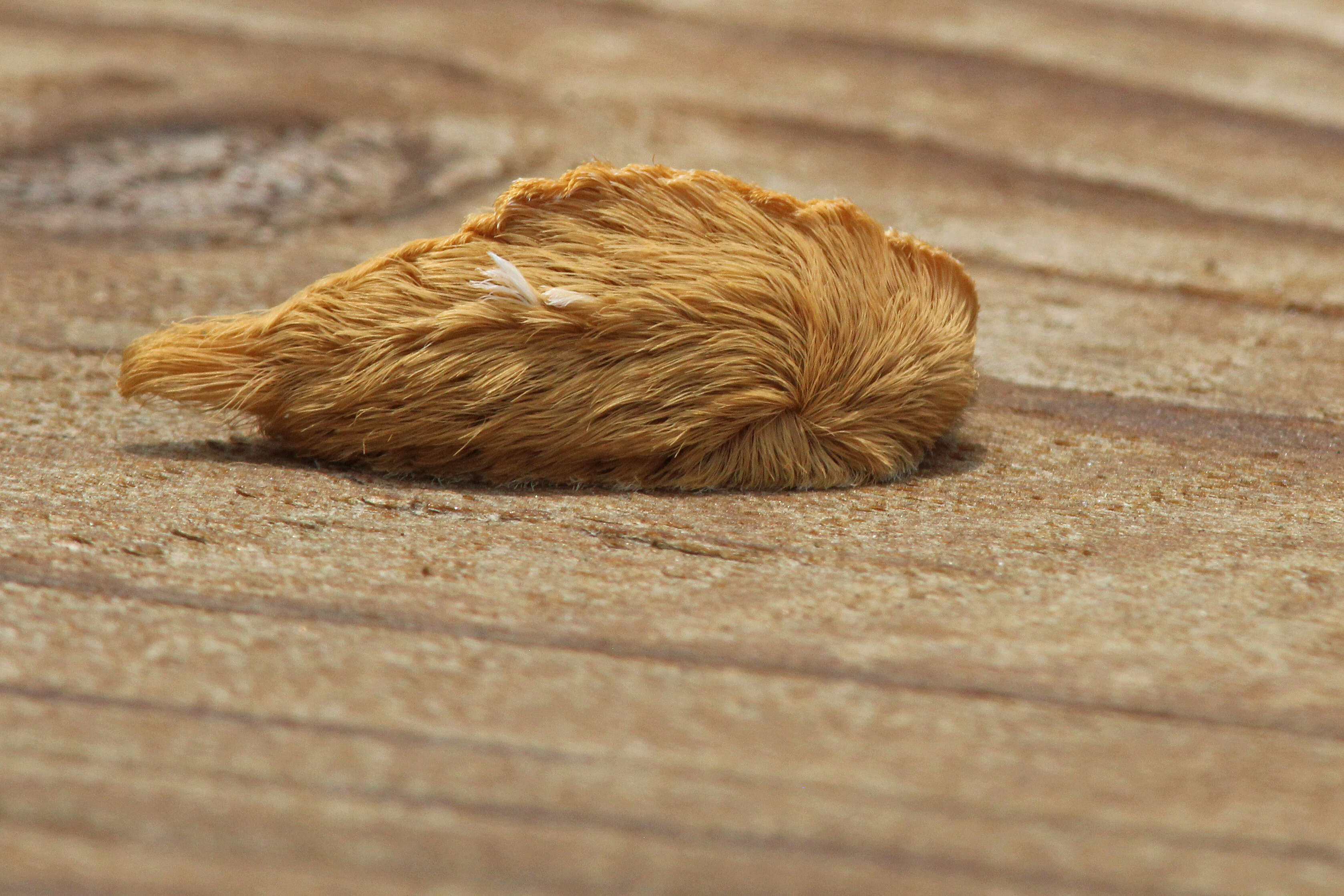 Image of Southern Flannel Moth