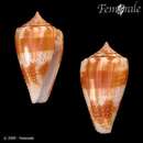 صورة Conus boeticus Reeve 1844