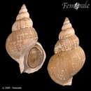 Image of Kaga whelk