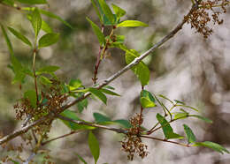 Image of Carolina ash