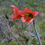 صورة Hippeastrum glaucescens (Mart. ex Schult. & Schult. fil.) Herb.