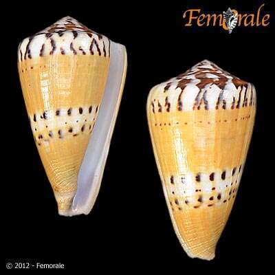 Image of Conus Linnaeus 1758