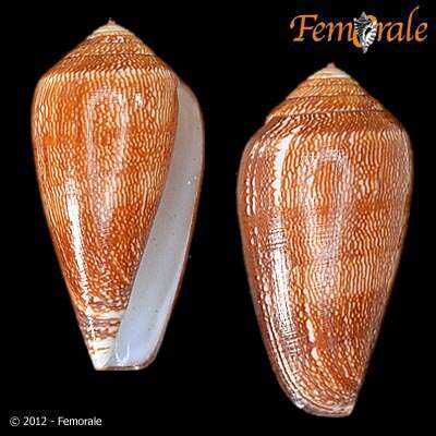 Image of cone snails