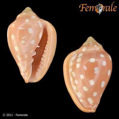 Image de Marginella Lamarck 1799