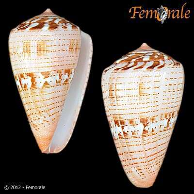 Image of Conus Linnaeus 1758