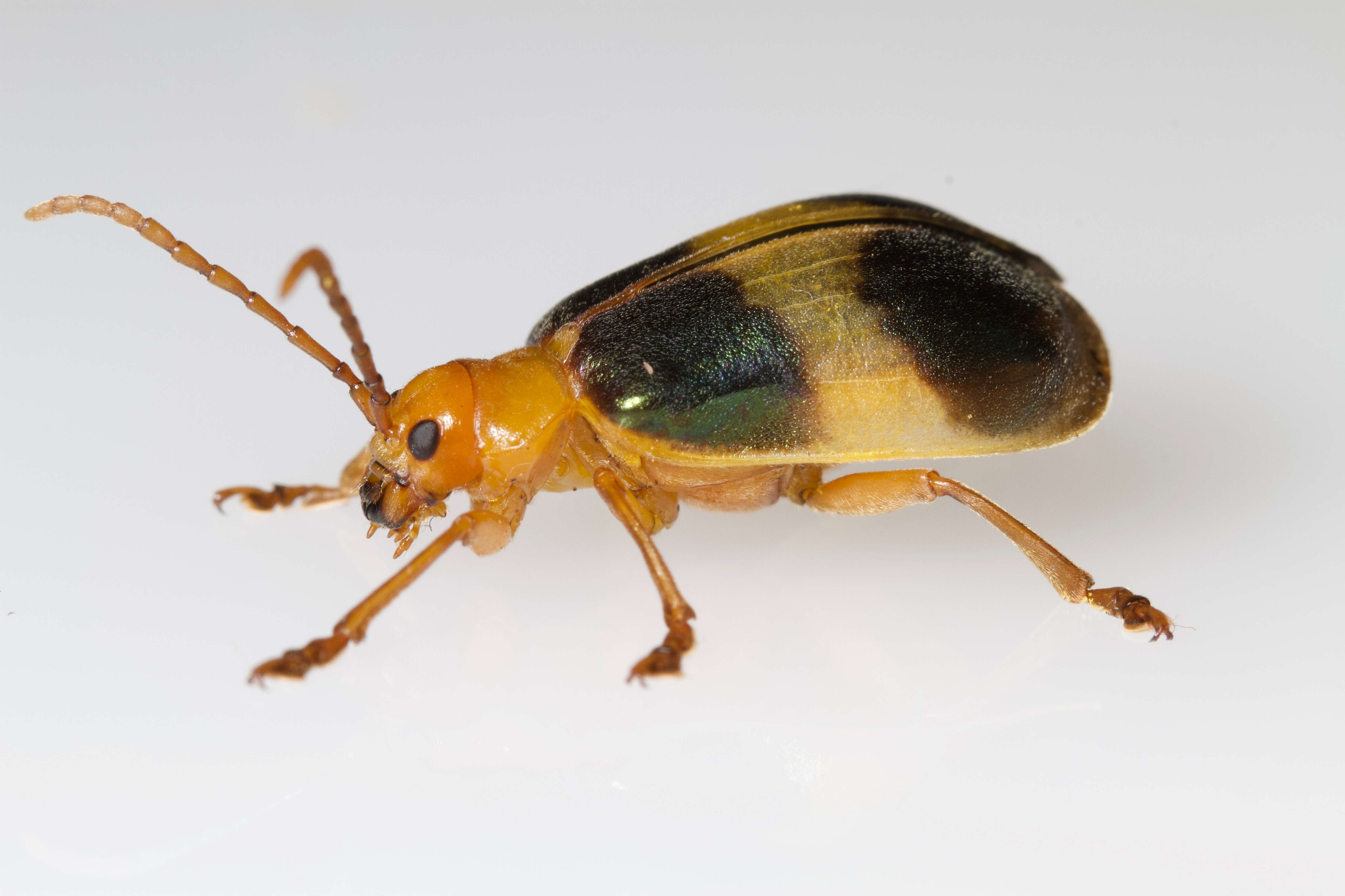 Image of Larger Elm Leaf Beetle