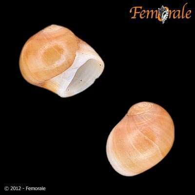 Image of moon snail
