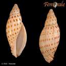 Scaphella dohrni (G. B. Sowerby Iii 1903) resmi