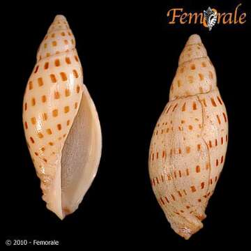 Image of Scaphella Swainson 1832