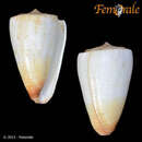 Image of Conus reductaspiralis Walls 1979