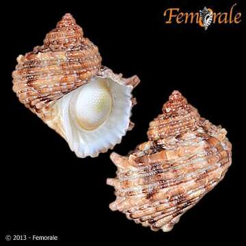 Image of turban snail