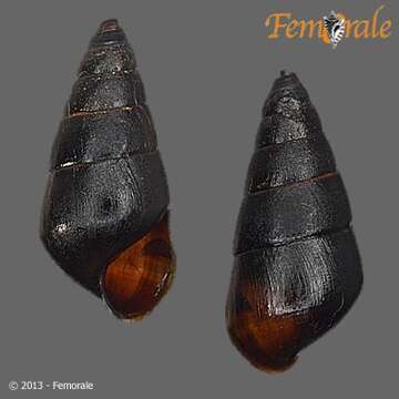 Image of Pachychilidae