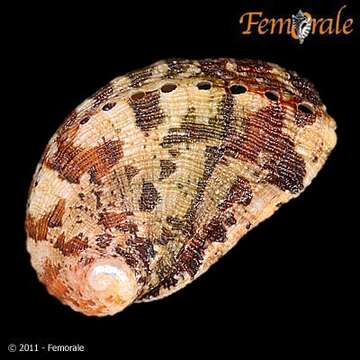 Image of <i>Haliotis tuberculata lamellosa</i> Lamarck 1822