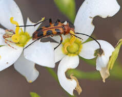 Image of Six-spotted Flower Strangalia