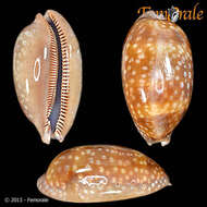 صورة <i>Cypraea zebra</i> L. 1758