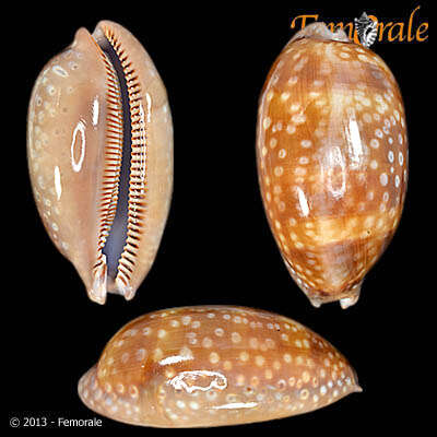 صورة <i>Cypraea zebra</i> L. 1758