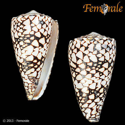 Image of cone snails