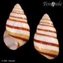 Imagem de <i>Achatinella fulgens</i>