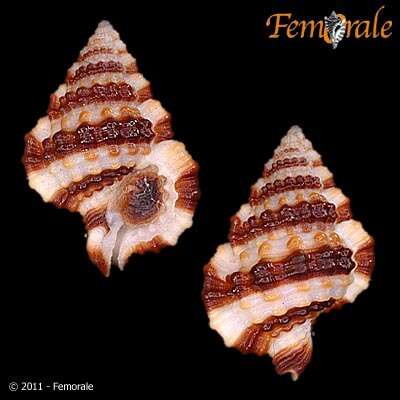 Image of Gyrineum Link 1807