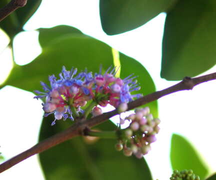 Image of Memecylon umbellatum Burm. fil.