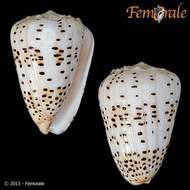 Image of cone snails