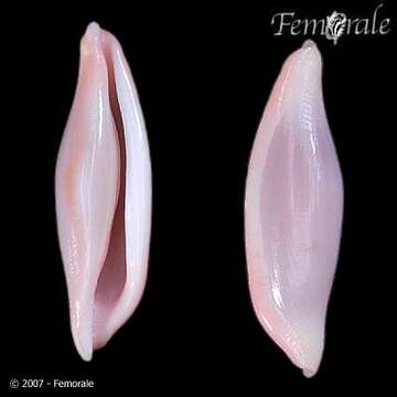 Image of Spindle cowrie