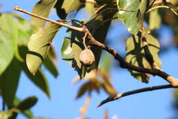 Image de Terminalia bellirica (Gaertn.) Roxb.