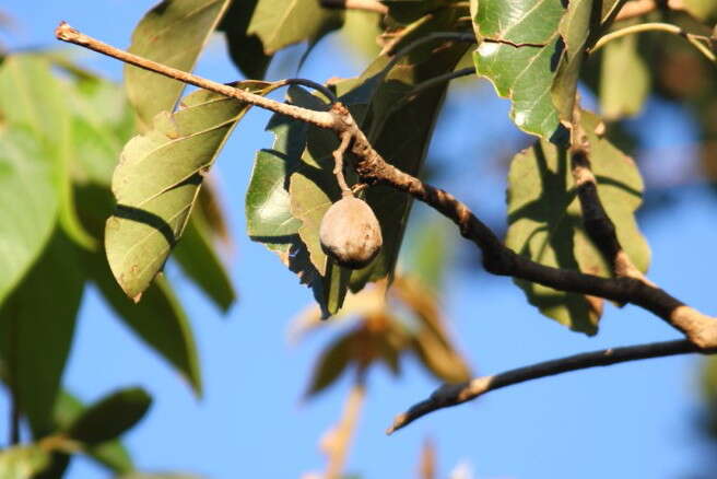 Image de Terminalia bellirica (Gaertn.) Roxb.